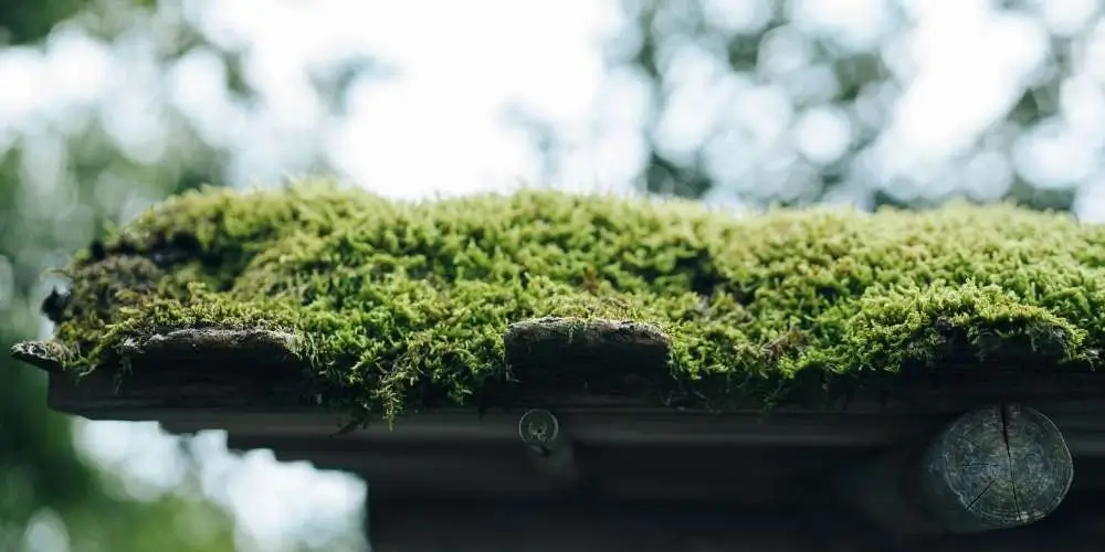 Moss growing on a roof in a damp coastal BC climate